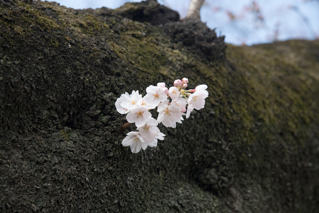 新宿御苑【早咲き桜：染井吉野】②20220320