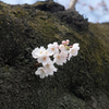 新宿御苑【早咲き桜：染井吉野】②20220320