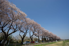 【海軍道路の桜並木】④20180331