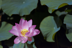 花菜ガーデン【田んぼたんぼのハスの花】②20240624銀塩NLP