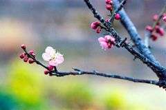 花菜ガーデン【早咲きの梅：道知辺】①20230212銀塩NLP