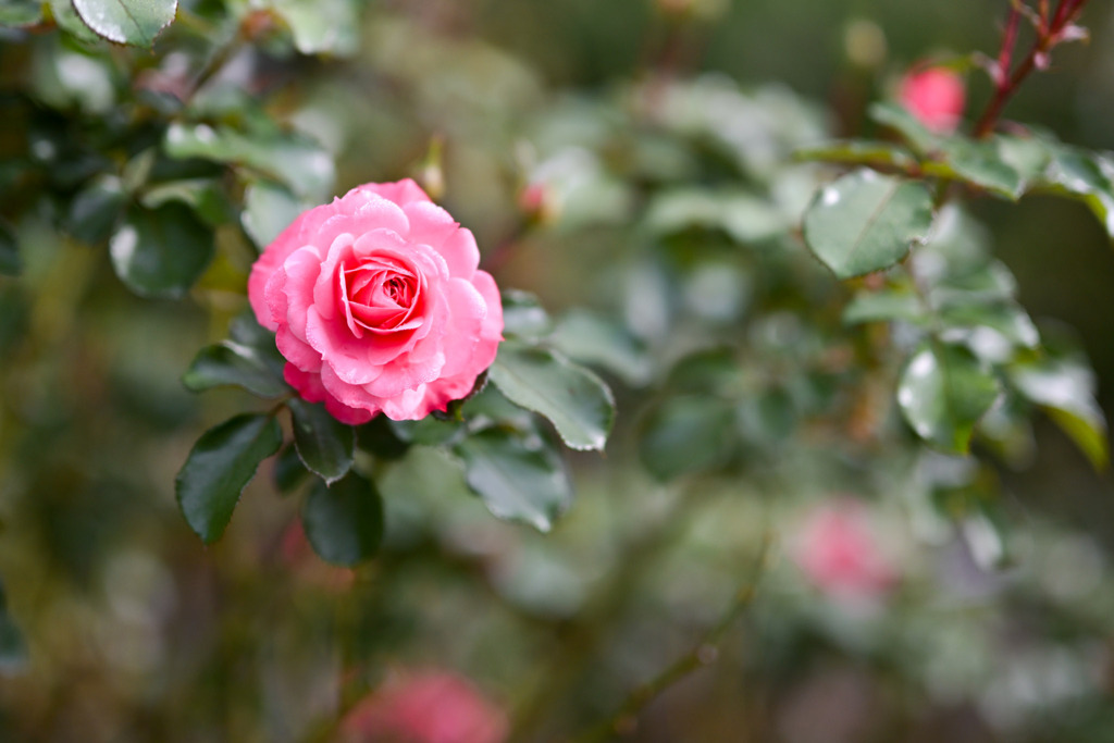 大船フラワーセンター【秋パラ：るる】20251102