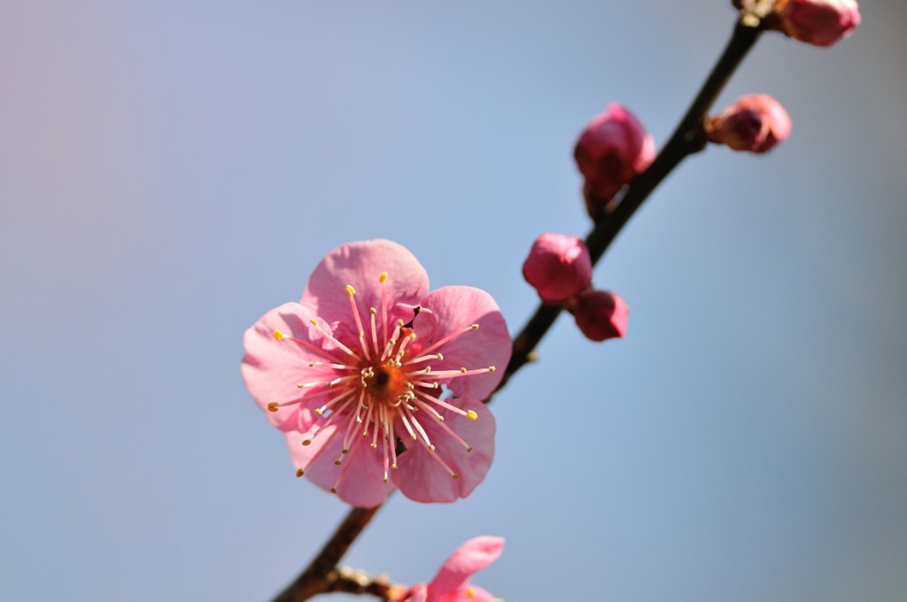 【大盃】20140222
