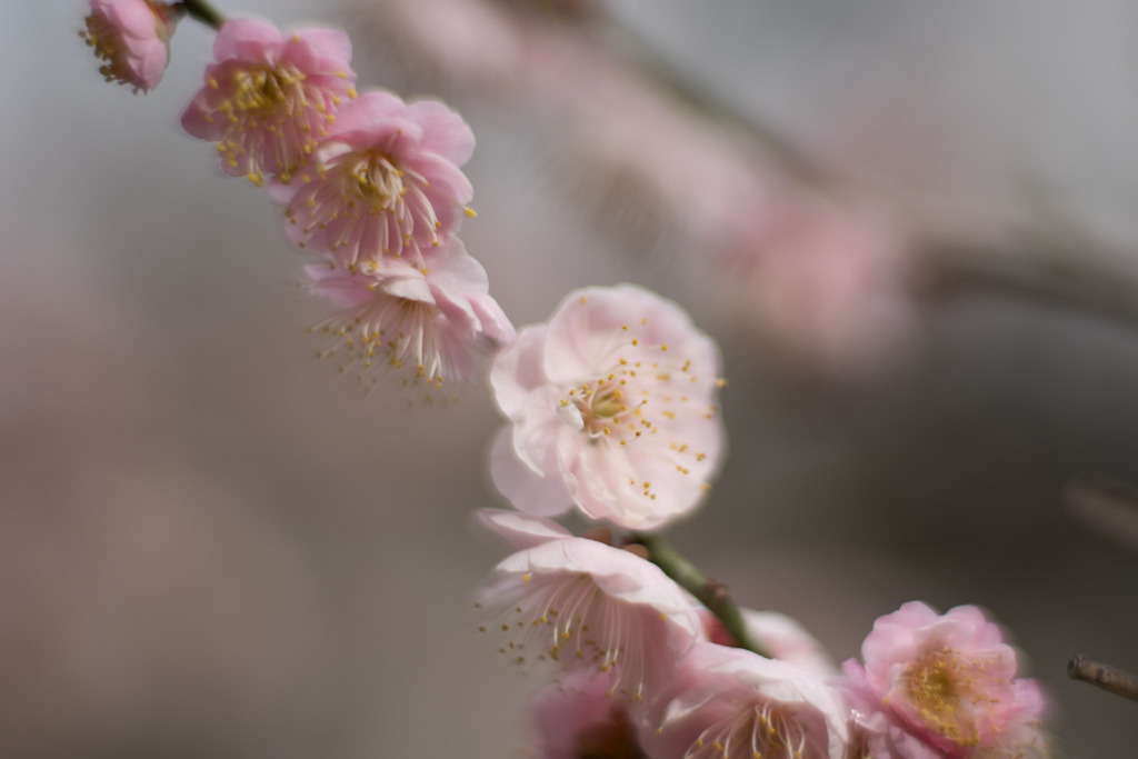 大船フラワーセンター【梅の花：内裏】20200215