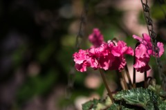 【庭の花：シクラメン】20141026
