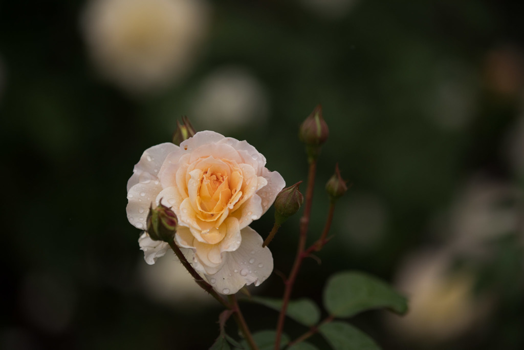 【神代植物公園(ムーン・スプライト)】20151011