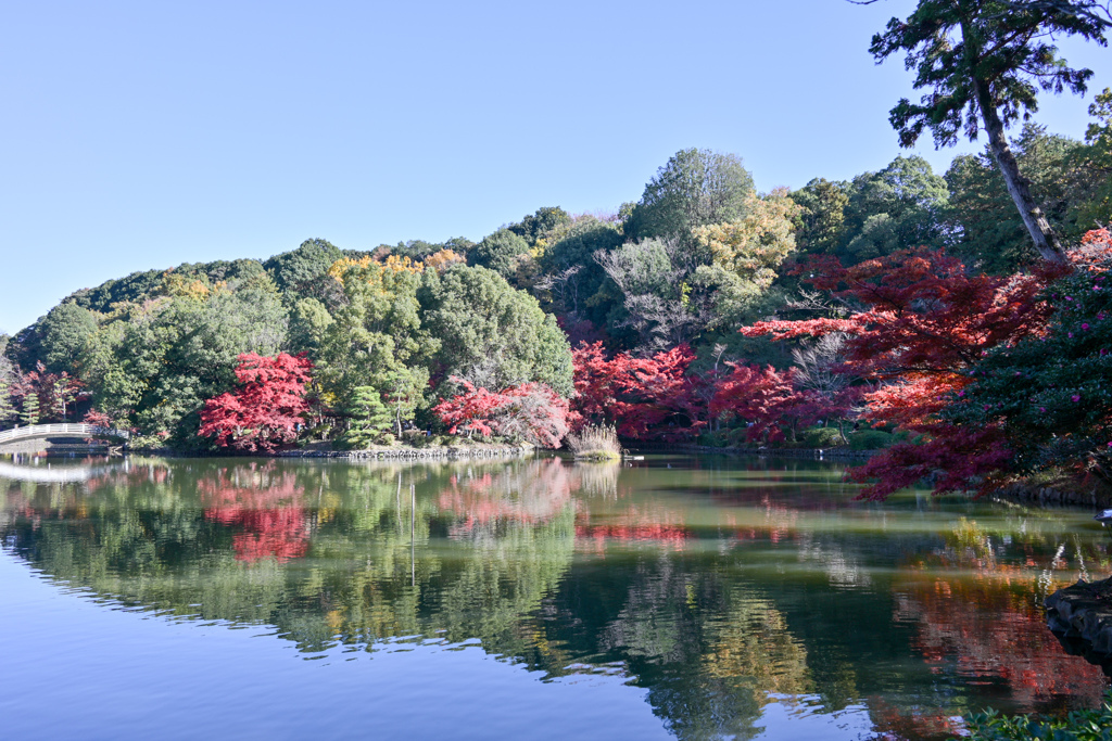 薬師池公園【薬師池と紅葉】④20241130