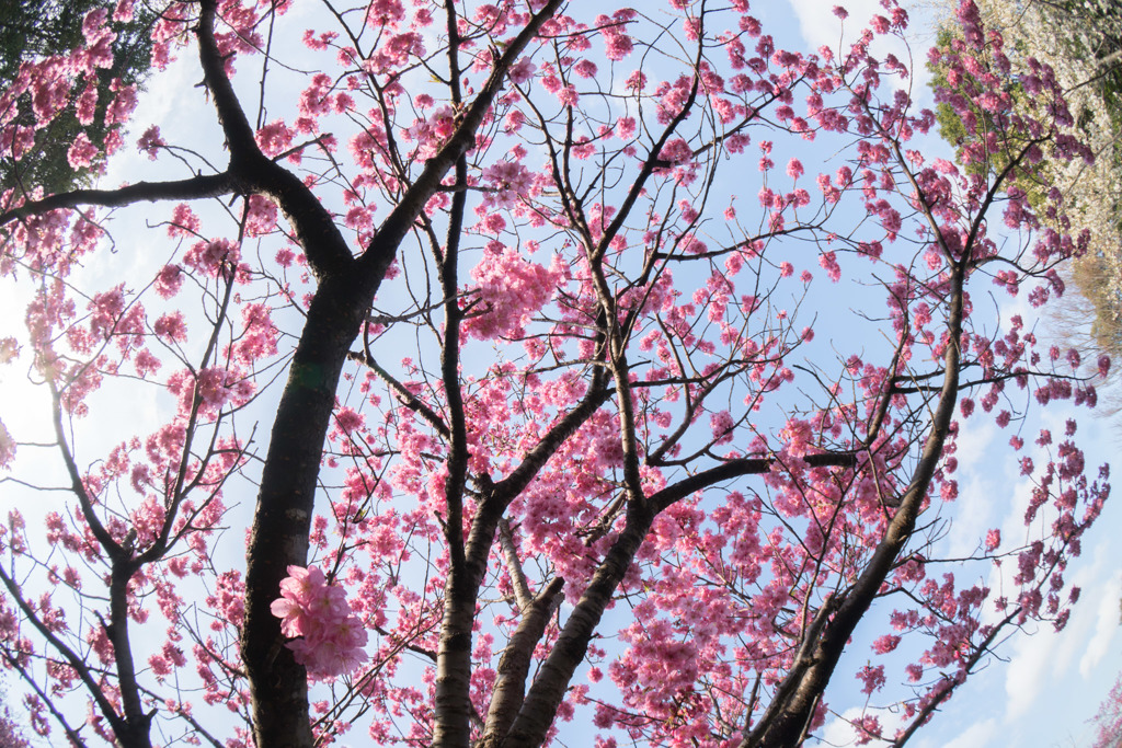本牧山頂公園【桜：横浜緋桜】①20180324
