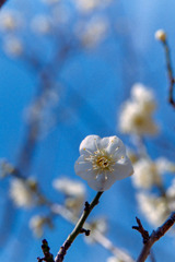 小田原FG【梅：一重緑萼】②20190224