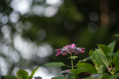 相模原北公園【紫陽花：ブーフィンク】20230619