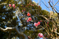 大船フラワーセンター【早咲きの梅：鴛鴦】②20260125