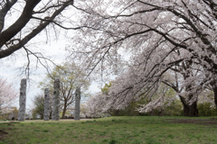 早朝ウォーキング桜巡り【八幡山公園の染井吉野】③20230324