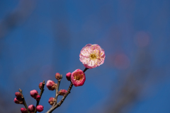 神代植物公園【梅：蓮久】