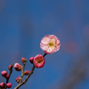 神代植物公園【梅：蓮久】