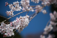 神代植物公園【枝垂れ桜】⑦20230319
