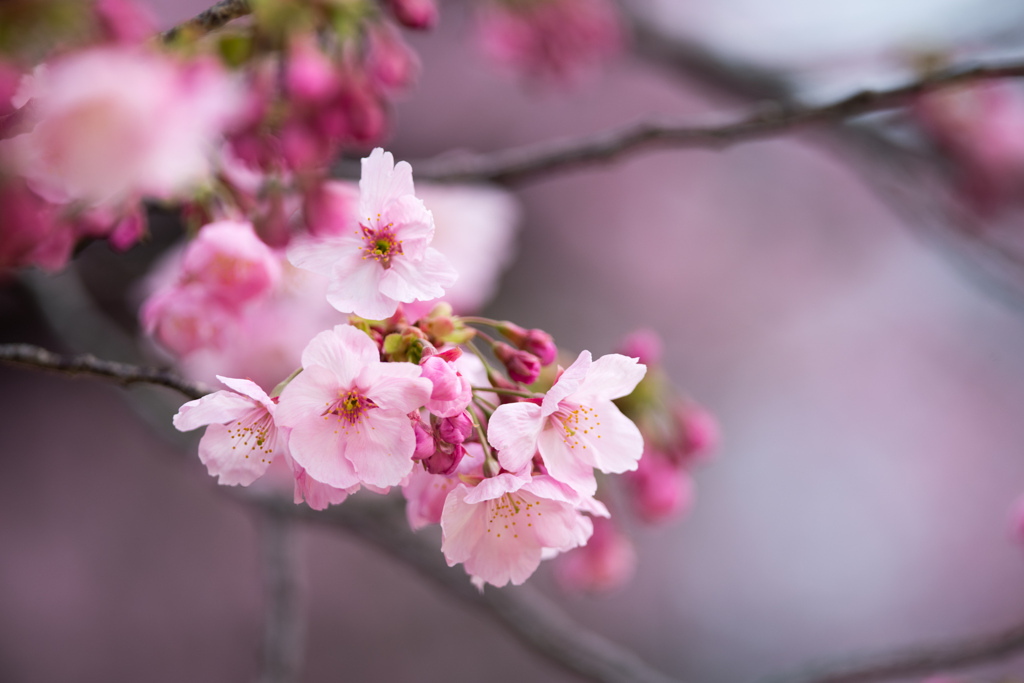 新宿御苑【桜：陽光】③20230314