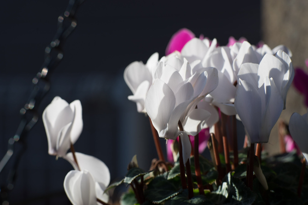 Planar 85mm f1.4【シクラメン_f=8.0】20200103