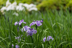 薬師池公園【花菖蒲(縞紫系)】②20200531