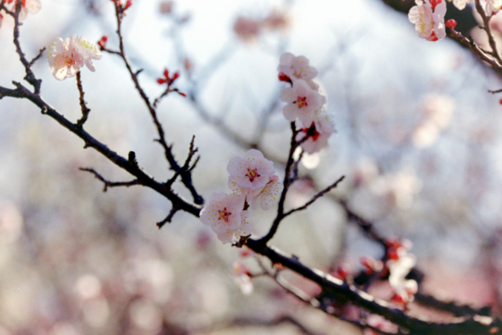 府中市郷土の森【梅：豊後】⑤20210223銀塩