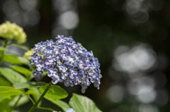 【薬師池公園(渦紫陽花)】②20160612