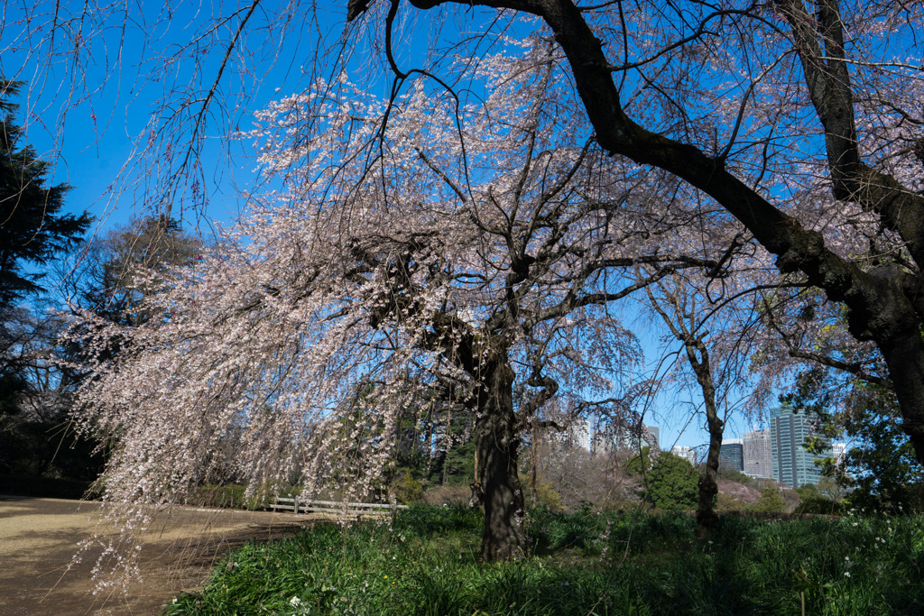 新宿御苑【サクラ：枝垂れ桜】④20200320