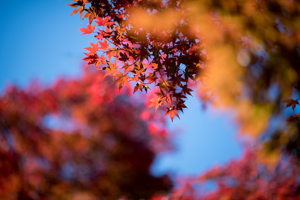 薬師池公園【薬医門へ向かう道の紅葉】⑦20211113