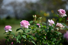 花菜ガーデン【秋パラ：夢香】20251027