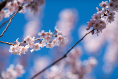 早春の神代植物公園【サクラ：東海桜】②20200315