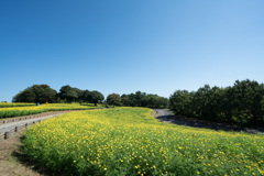 昭和記念公園【花の丘：キバナコスモス(レモンブライト)全景】②20210920