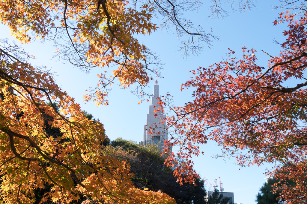 新宿御苑【上の池付近の紅葉】①20221125