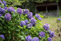 薬師池公園【えびね苑：青色のアジサイ】①20190623