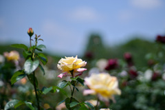 神代植物公園【春バラ：ピース】20250513