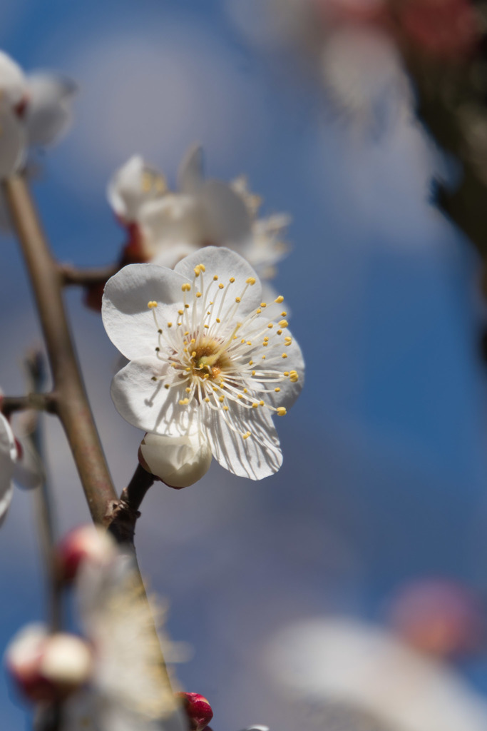 神代植物公園【梅：冬至】⑥20190126