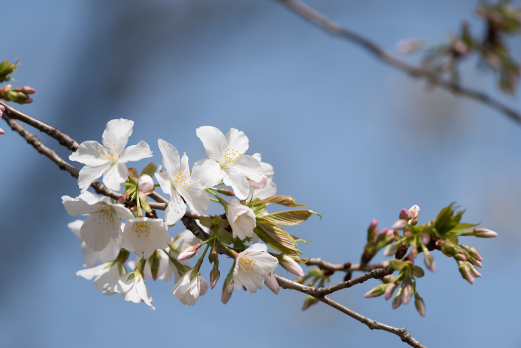 【新宿御苑(大島桜)】20150322