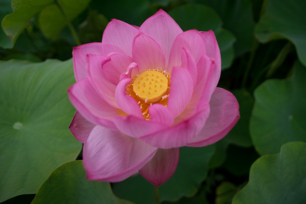 大船フラワーセンター【蓮の花】③20180707