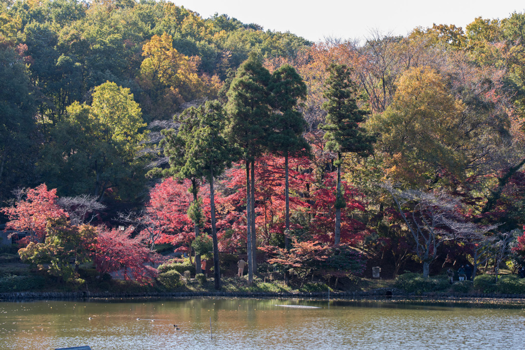 薬師池公園【旧荻野家手前の紅葉】①20181123