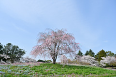 昭和記念公園【枝垂れ桜(もみじ橋近くの丘)】20250408