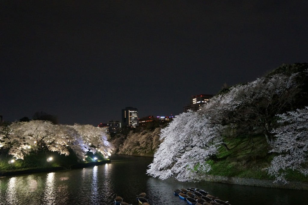 【千鳥ヶ淵の夜桜】