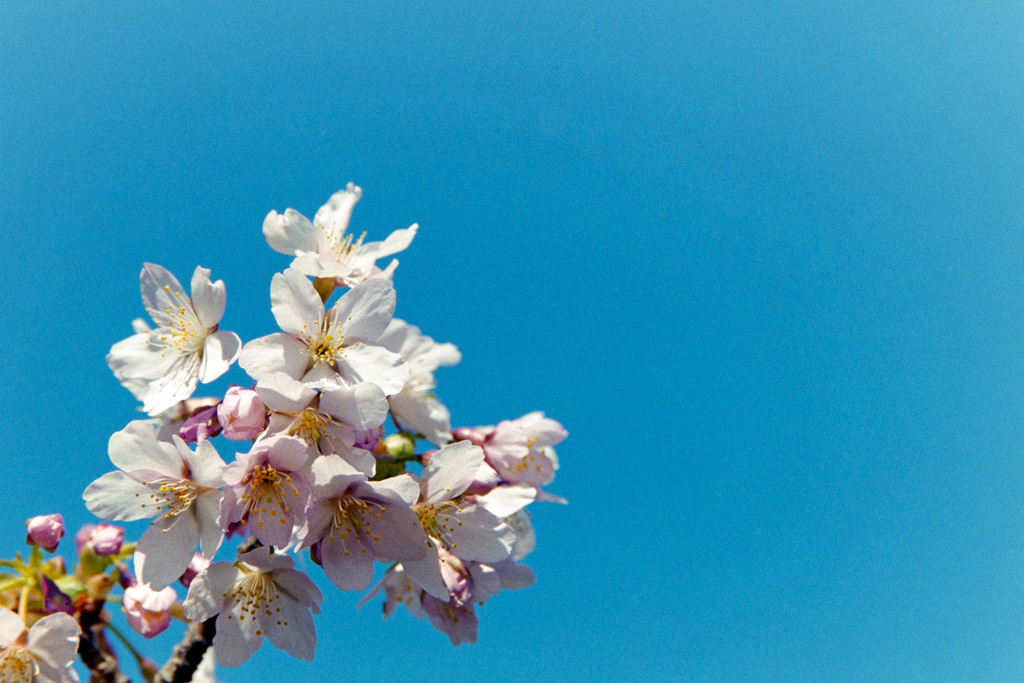 大船FC【桜：玉縄桜】⑤20190309