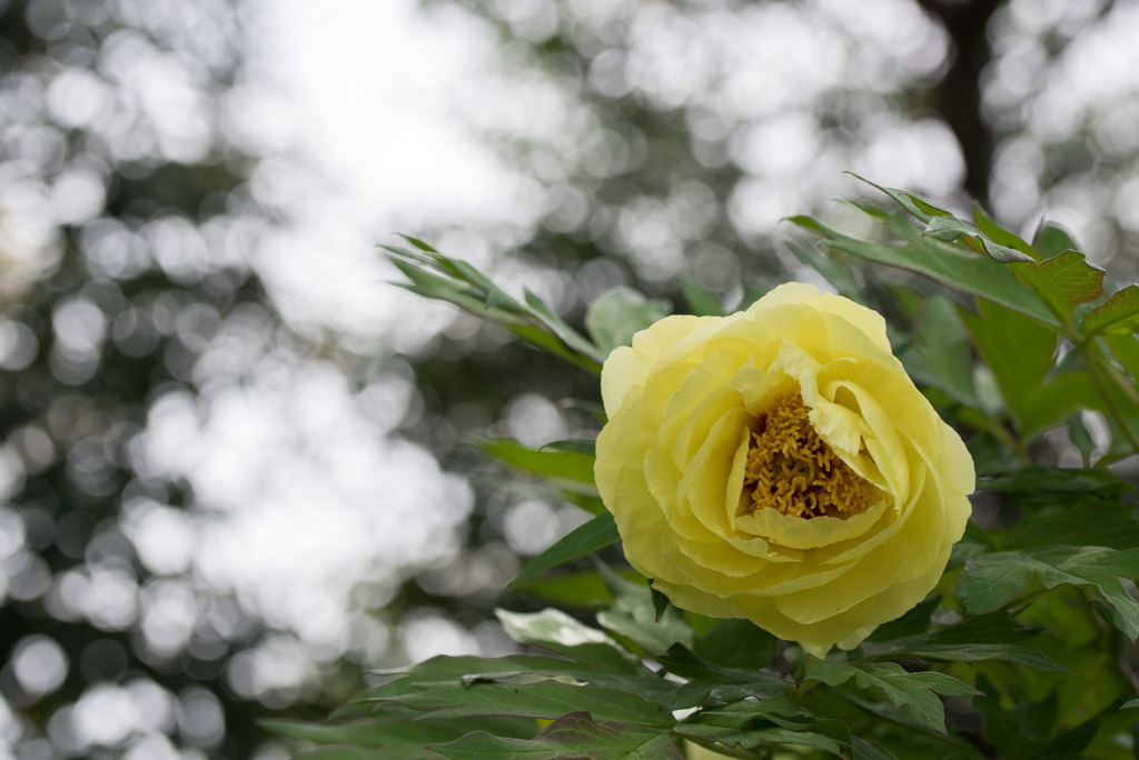 神代植物公園【牡丹：ハイヌーン】20190503