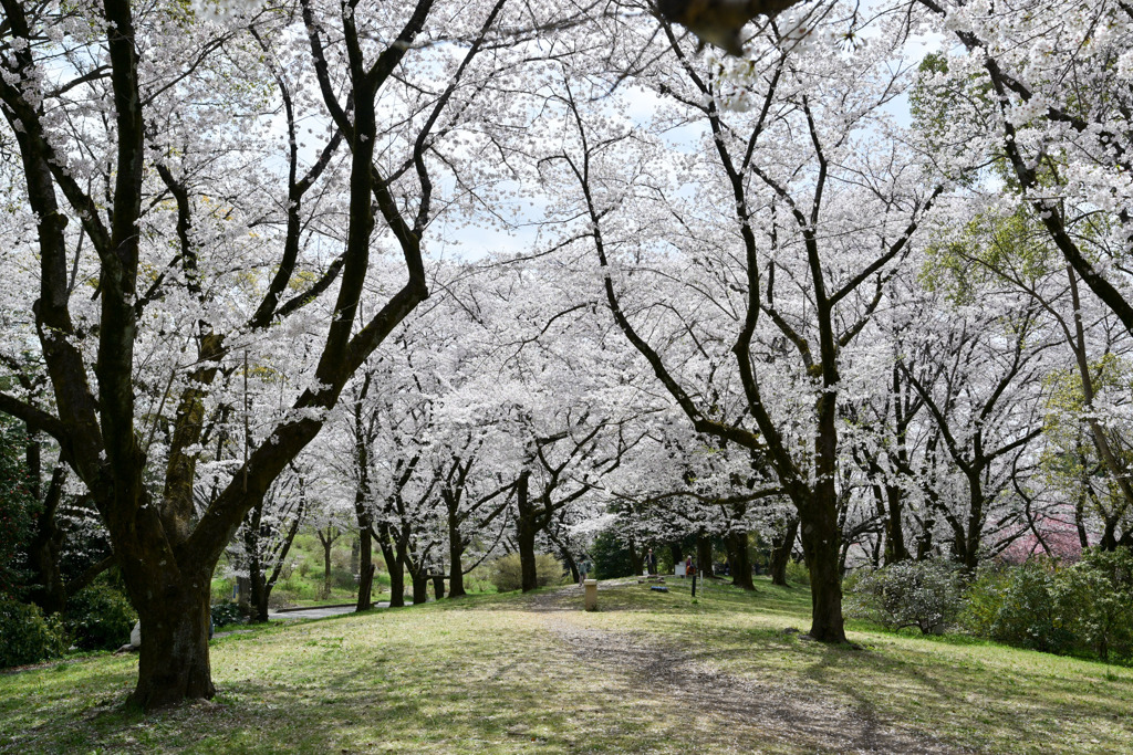 昭和記念公園【染井吉野(花木園)】④20250408