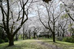 昭和記念公園【染井吉野(花木園)】④20250408