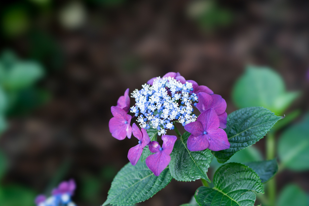 相模原北公園【紫陽花：ロード・シュバンツ】20220619