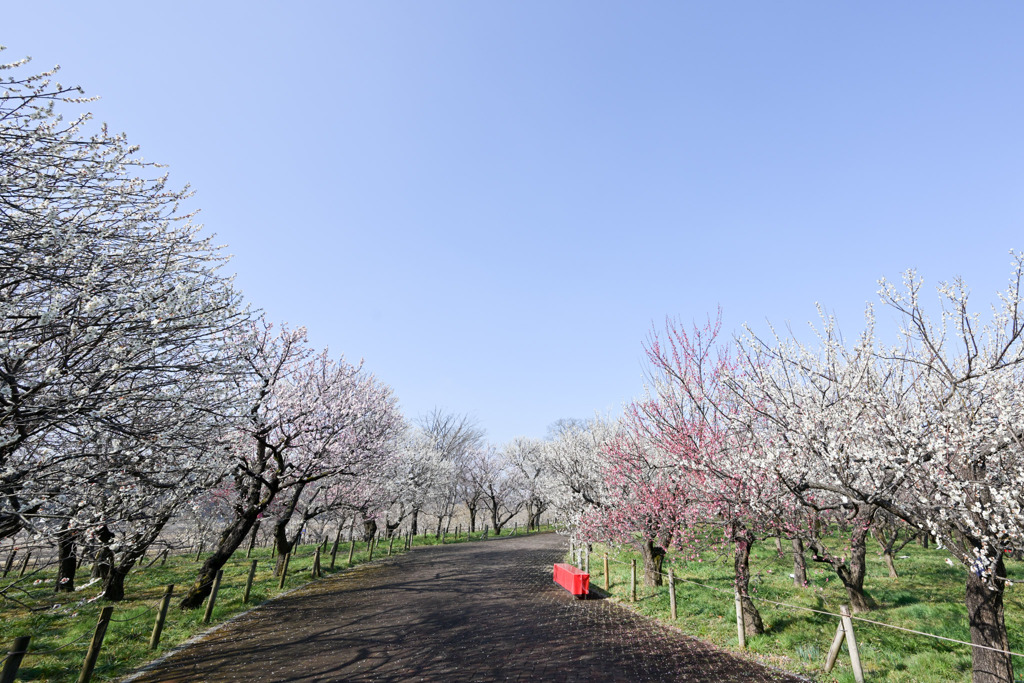 府中市郷土の森【梅園の眺め】①20250309