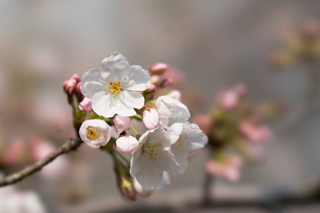 本牧山頂公園【桜：染井吉野】⑩20180324