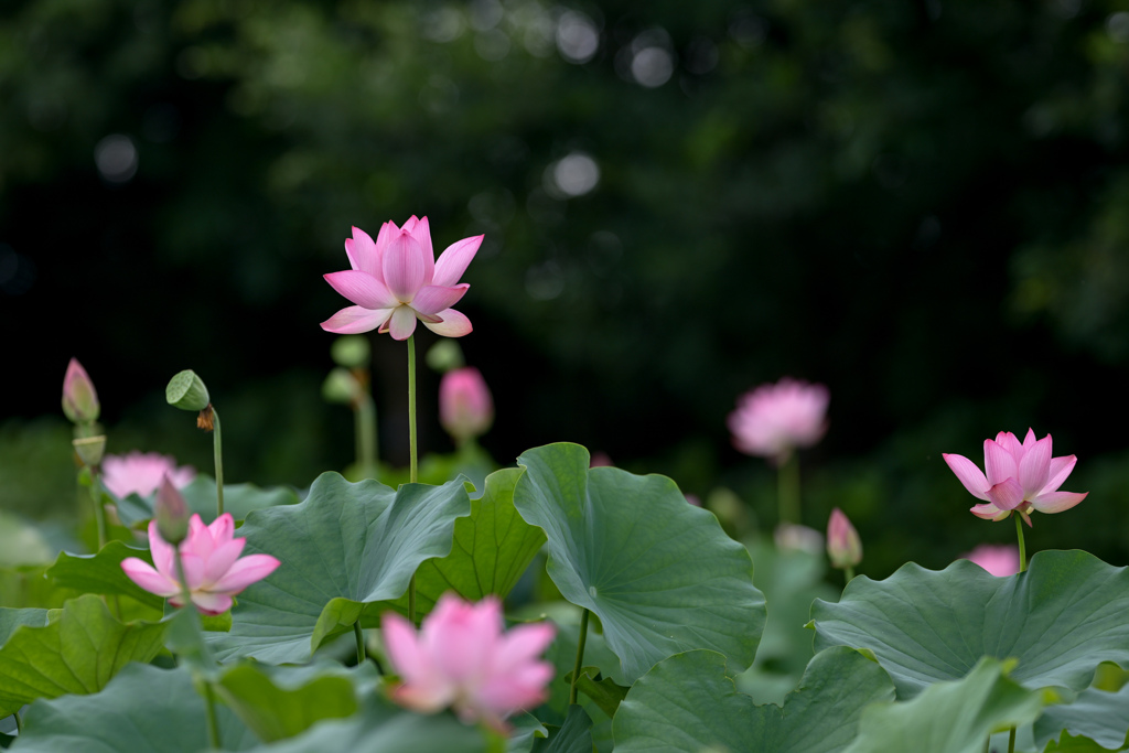 花菜ガーデン【田んぼたんぼの蓮(近景)】③20240718