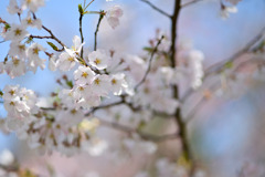 神代植物公園【サクラ：神代曙】①20250404