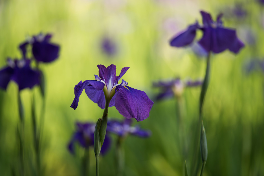 【生田緑地の花菖蒲(紫)】③20150531