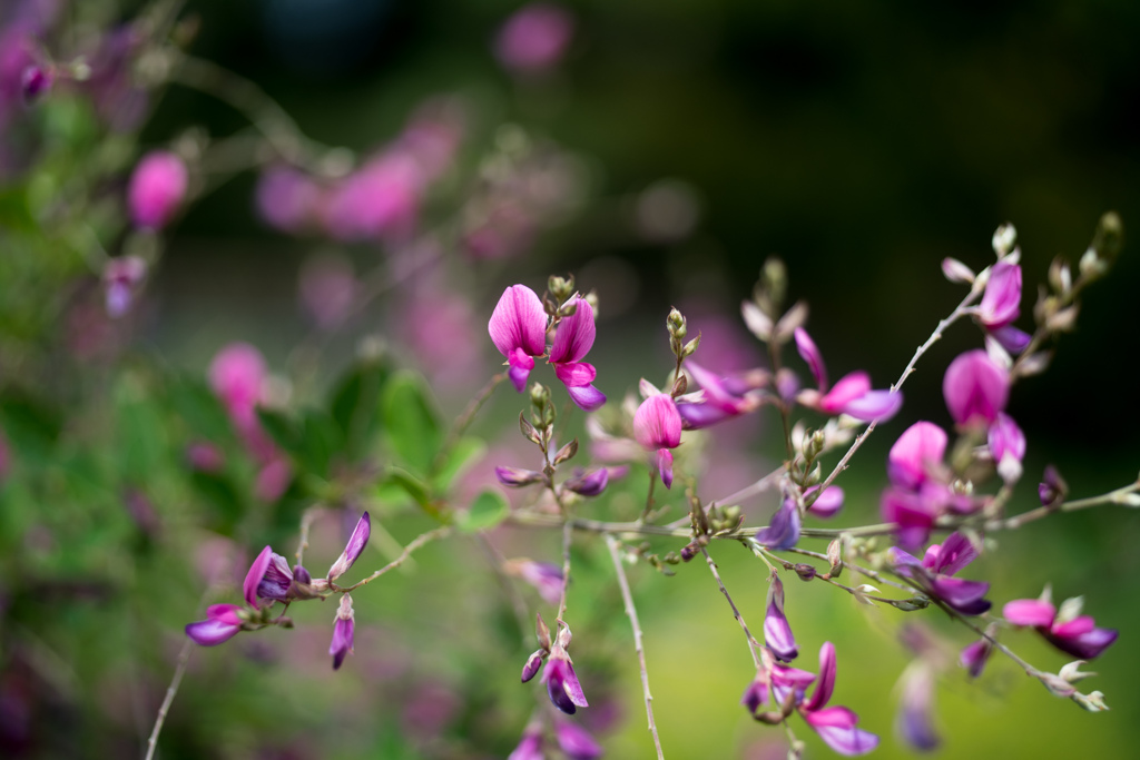 神代植物公園【萩の花（赤系）】②20230920