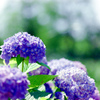 花菜ガーデン【槿花の小径の紫陽花】20230607銀塩N